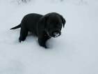 Small Photo #5 Labrador Retriever Puppy For Sale in CENTRAL CITY, PA, USA