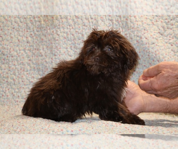 Medium Photo #4 ShihPoo Puppy For Sale in DYERSBURG, TN, USA