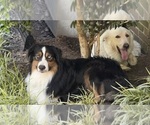 Small Photo #1 Aussie Pyrenees Puppy For Sale in LEXINGTON, SC, USA