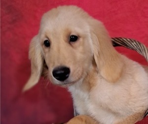 Golden Retriever Puppy for Sale in LOOMIS, California USA