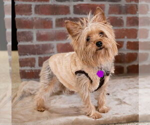 Mutt Dogs for adoption in St. Louis Park, MN, USA