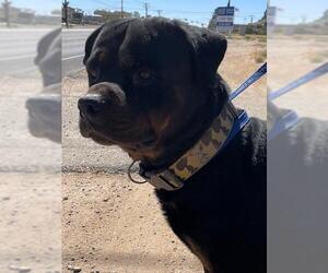Rottweiler Dogs for adoption in HESPERIA, CA, USA