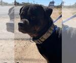 Small Rottweiler