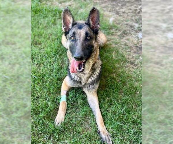 Medium Photo #2 German Shepherd Dog Puppy For Sale in Riverside, CA, USA