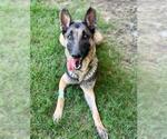 Small #1 German Shepherd Dog