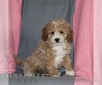 Small #3 Poodle (Miniature)