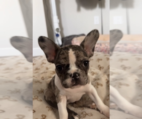 Medium Photo #4 French Bulldog Puppy For Sale in OAKLAND, CA, USA