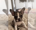 Small #2 French Bulldog