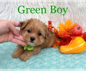 Morkie Puppy for sale in BELDING, MI, USA