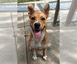 MITZY - Female Labrador Retriever-Unknown Mix Dog for Adoption - Small photo