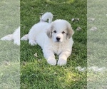 Small Photo #2 Great Pyrenees Puppy For Sale in DE PERE, WI, USA