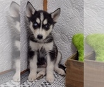 Small Photo #7 Siberian Husky Puppy For Sale in MOUNT AYR, IA, USA