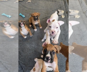 Boxer Puppy for sale in BROOKSVILLE, FL, USA