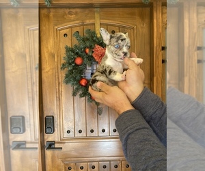 French Bulldog Puppy for sale in MORENO VALLEY, CA, USA