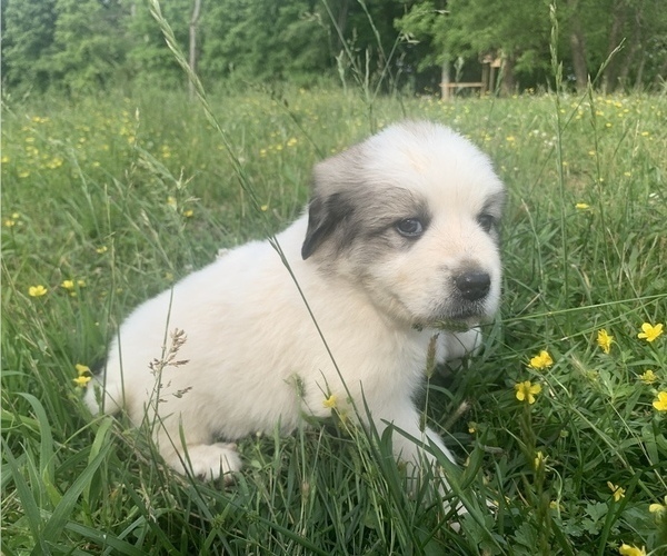 Medium Photo #2 Great Pyrenees Puppy For Sale in WESTMORELAND, TN, USA