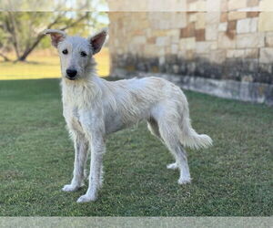 Mutt Dogs for adoption in PIPE CREEK, TX, USA