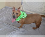Small #2 Mutt