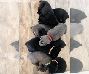 Cane Corso Puppy for Sale in REDDING, California USA
