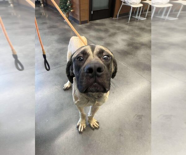 Medium Photo #2 Mastiff Puppy For Sale in New York, NY, USA