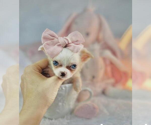 Medium Photo #15 Chihuahua Puppy For Sale in NAPLES, FL, USA