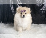 Puppy AKC Dipsie Pomeranian