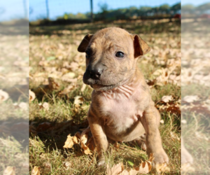 Boxer-Mountain Cur Mix Dogs for adoption in Brooklyn Center, MN, USA