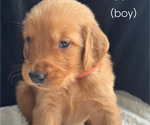 Puppy 9 Golden Retriever