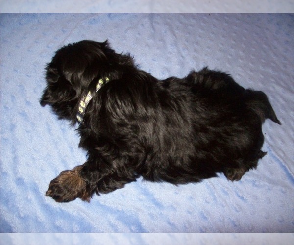 Medium Photo #3 Shih Tzu Puppy For Sale in S ZANESVILLE, OH, USA