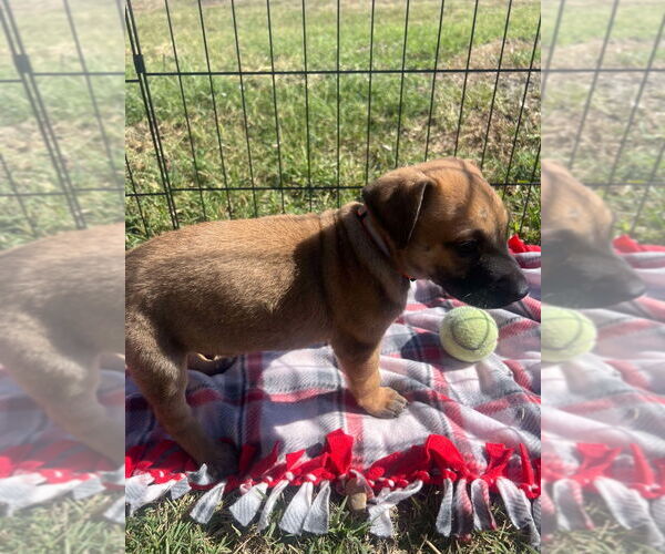 Medium Photo #3 Great Dane-Unknown Mix Puppy For Sale in Bullard, TX, USA