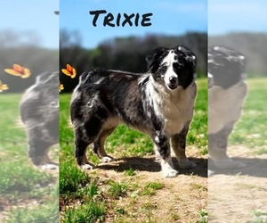 Mother of the Miniature Australian Shepherd puppies born on 06/03/2025