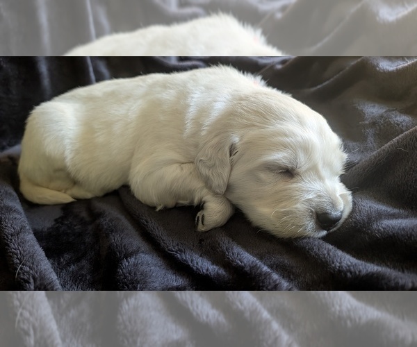 Medium Photo #3 Golden Retriever Puppy For Sale in MODESTO, CA, USA