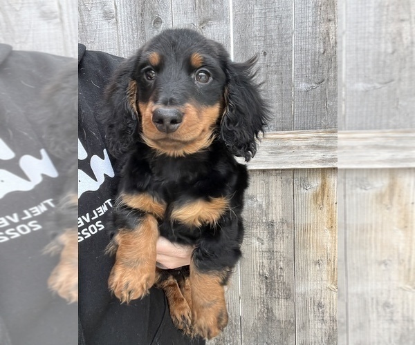 Medium Photo #1 Dachshund Puppy For Sale in BEECH GROVE, IN, USA