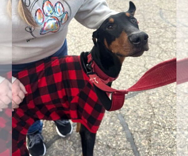 Medium Photo #11 Doberman Pinscher Puppy For Sale in Buffalo, MN, USA