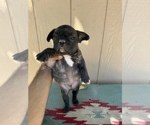 French Bulldog Puppy for sale in MADERA, CA, USA