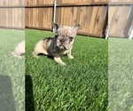 Small Photo #8 French Bulldog Puppy For Sale in SAN DIEGO, CA, USA