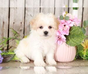 Zuchon Puppy for sale in MOUNT VERNON, OH, USA