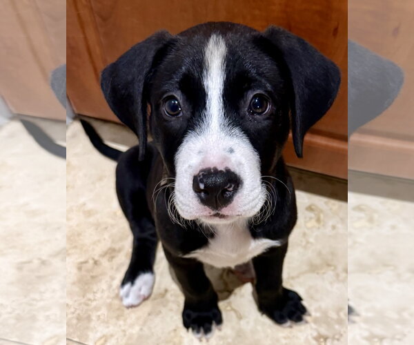Medium Photo #2 Labrador Retriever Puppy For Sale in Boca Raton, FL, USA