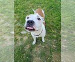 Small #3 Boxer Mix