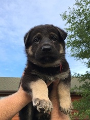 German Shepherd Dog Puppy for sale in DIAMOND, MO, USA