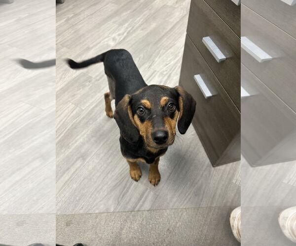 Medium Photo #3 Doxle Puppy For Sale in Plainfield, IL, USA