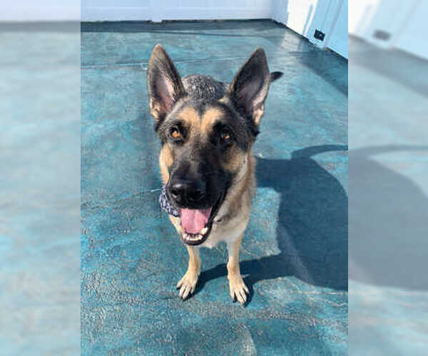 Medium Photo #2 German Shepherd Dog Puppy For Sale in Miami, FL, USA