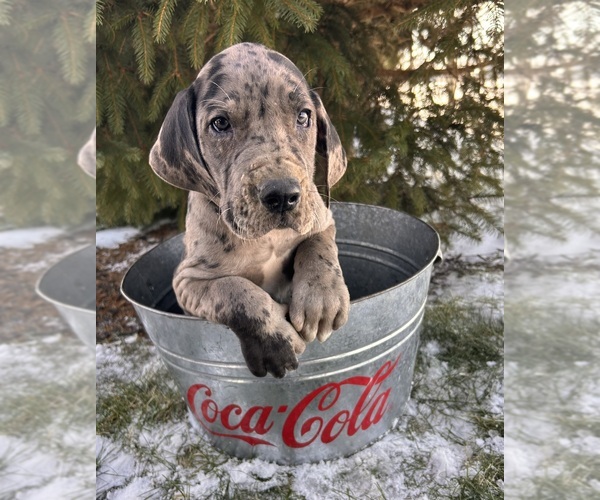 Medium Photo #4 Great Dane Puppy For Sale in MIDDLEBURY, IN, USA