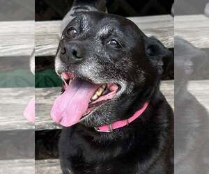 Labrador Retriever-Unknown Mix Dogs for adoption in Kennesaw, GA, USA