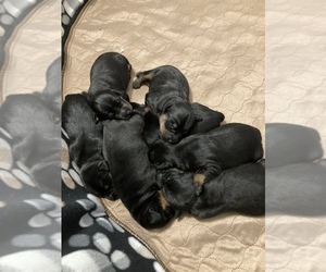 German Hunting Terrier Puppy for sale in UNIONVILLE, IA, USA