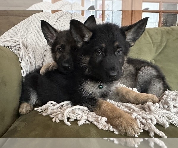 Medium Photo #7 German Shepherd Dog Puppy For Sale in PERKINSVILLE, VT, USA