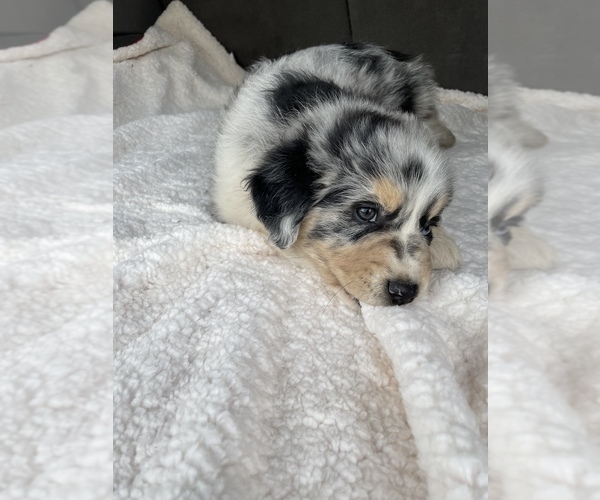 Medium Photo #2 Australian Shepherd Puppy For Sale in MERIDIANVILLE, AL, USA