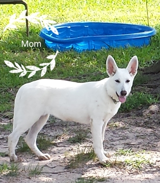 Medium Photo #1 German Shepherd Dog Puppy For Sale in CONROE, TX, USA