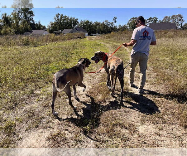 Medium Photo #7 Great Dane Puppy For Sale in Bullard, TX, USA