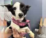 Small #1 Jack Russell Terrier Mix