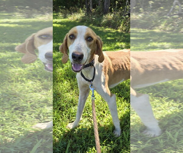 Medium Photo #1 Mutt Puppy For Sale in Rustburg, VA, USA